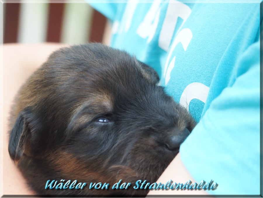 Welpen-Waeller-von-der-Straubenhalde