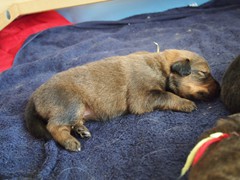 Waeller-von-der-Straubenhalde-Welpen-17te-Tag-002