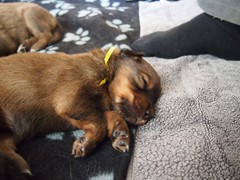 Waeller-von-der-Straubenhalde-Welpen-17te-Tag-006