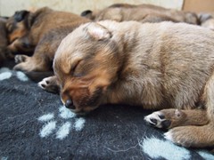 Waeller-von-der-Straubenhalde-Welpen-17te-Tag-007