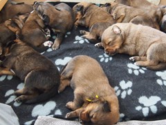 Waeller-von-der-Straubenhalde-Welpen-17te-Tag-008