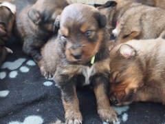 Waeller-von-der-Straubenhalde-Welpen-17te-Tag-010