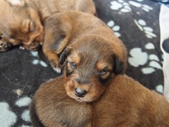 Waeller-von-der-Straubenhalde-Welpen-17te-Tag-012