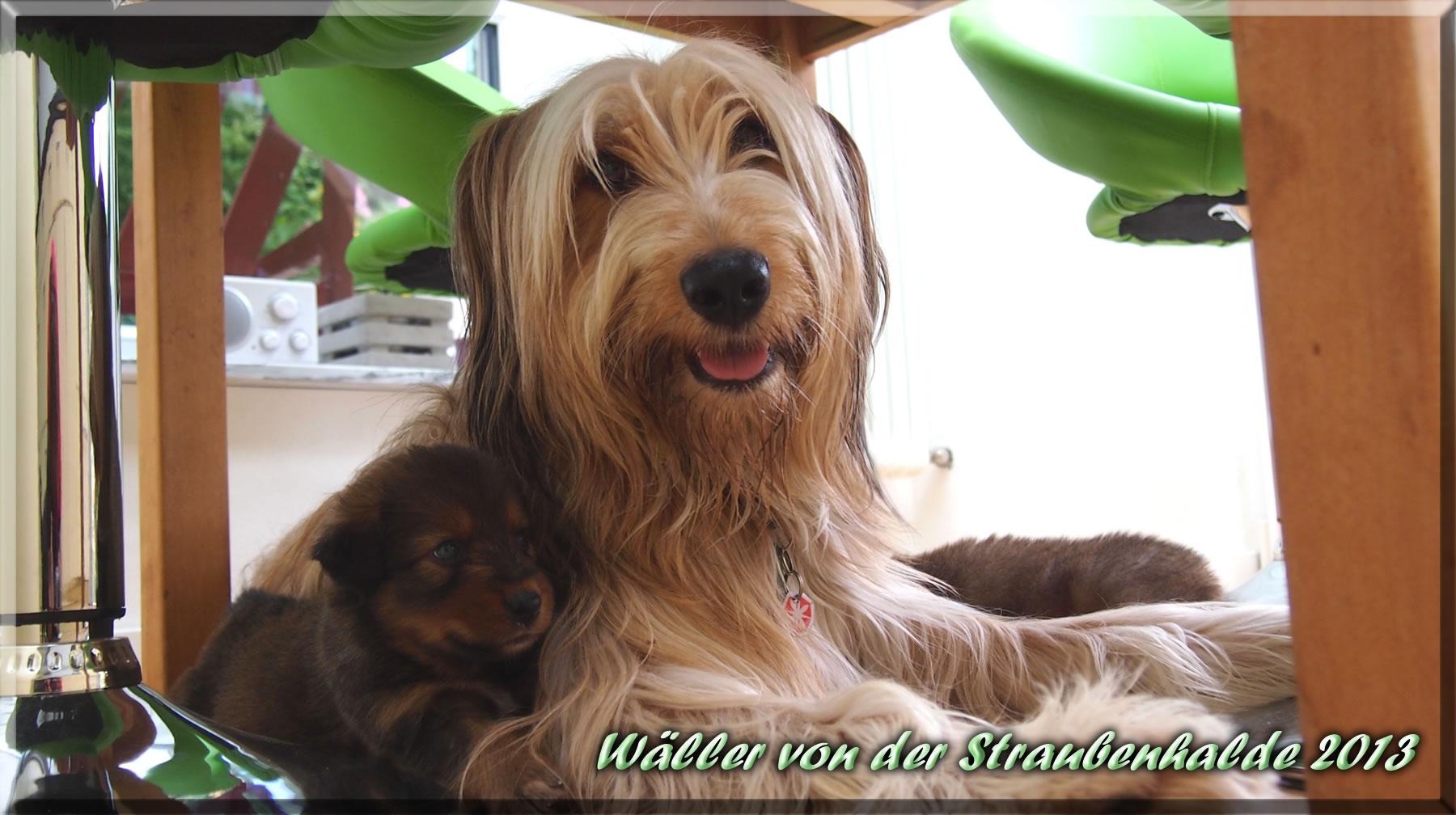 Welpen von der Straubenhalde