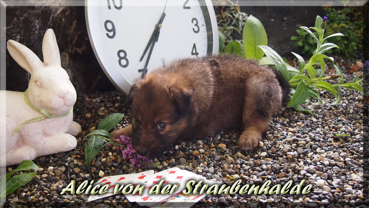 Alice-von-der-Straubenhalde