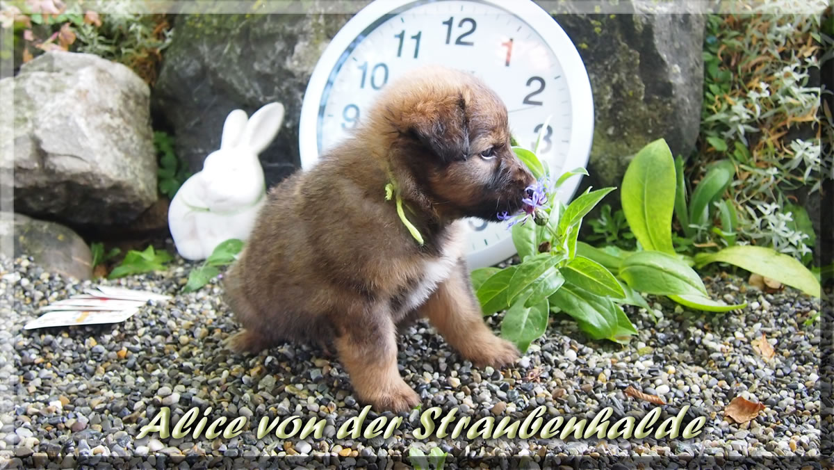 Alice-von-der-Straubenhalde