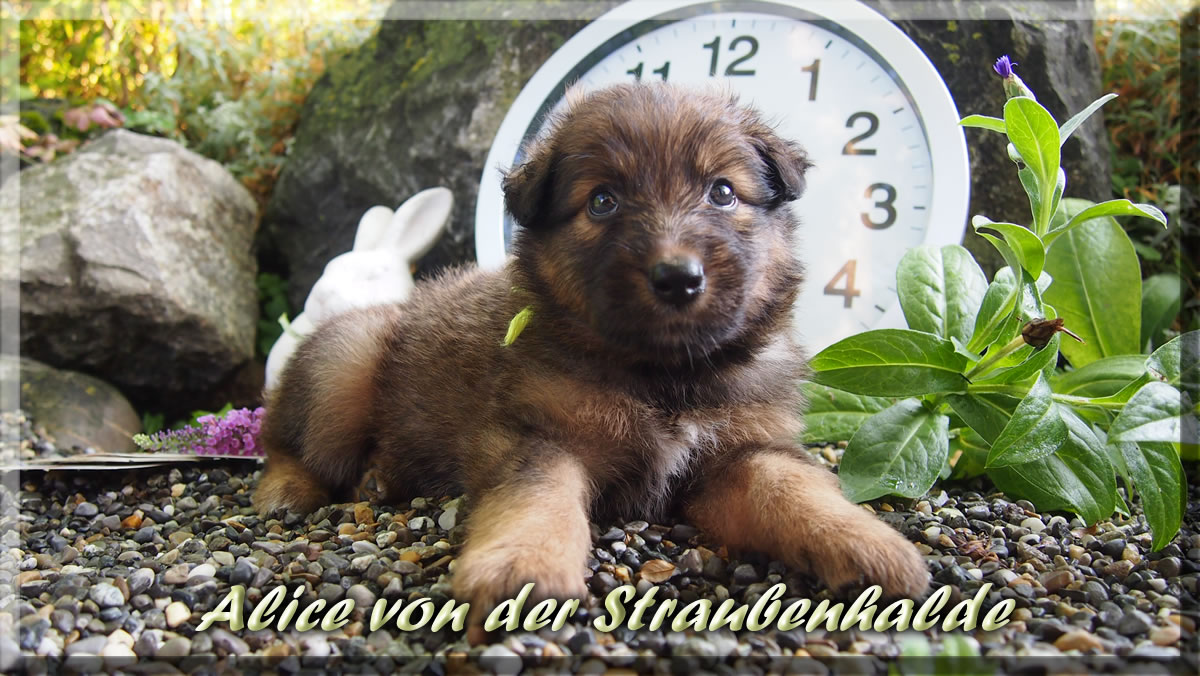 Alice-von-der-Straubenhalde