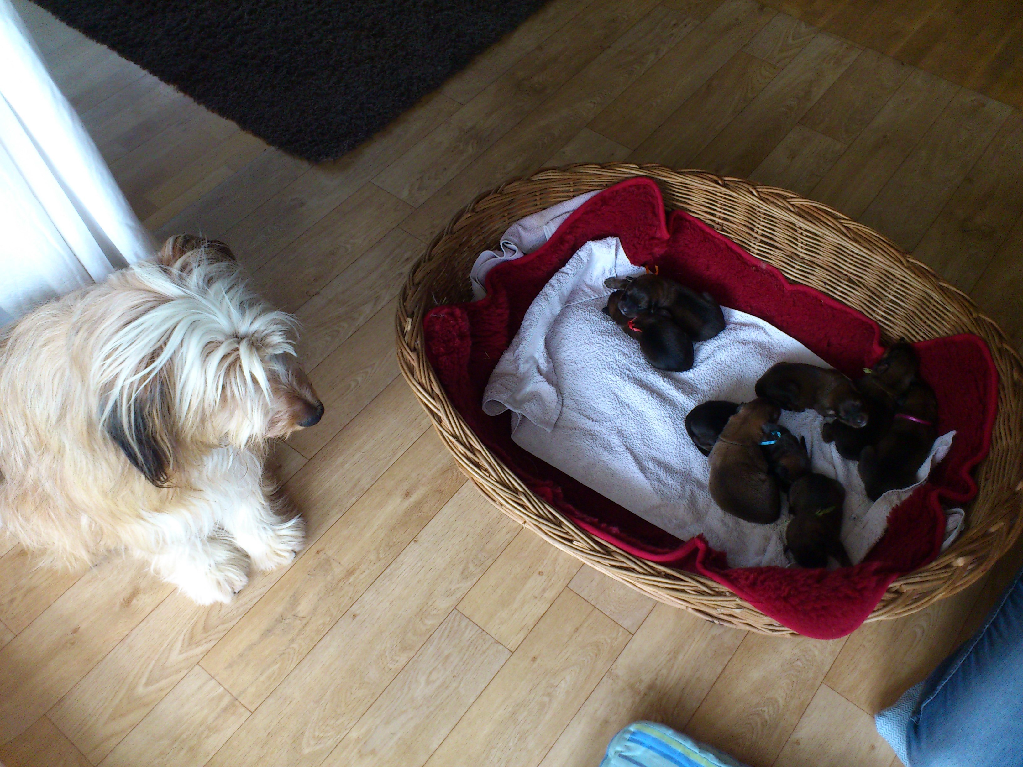 Luna-Welpen-Waeller-von-der-Straubenhalde