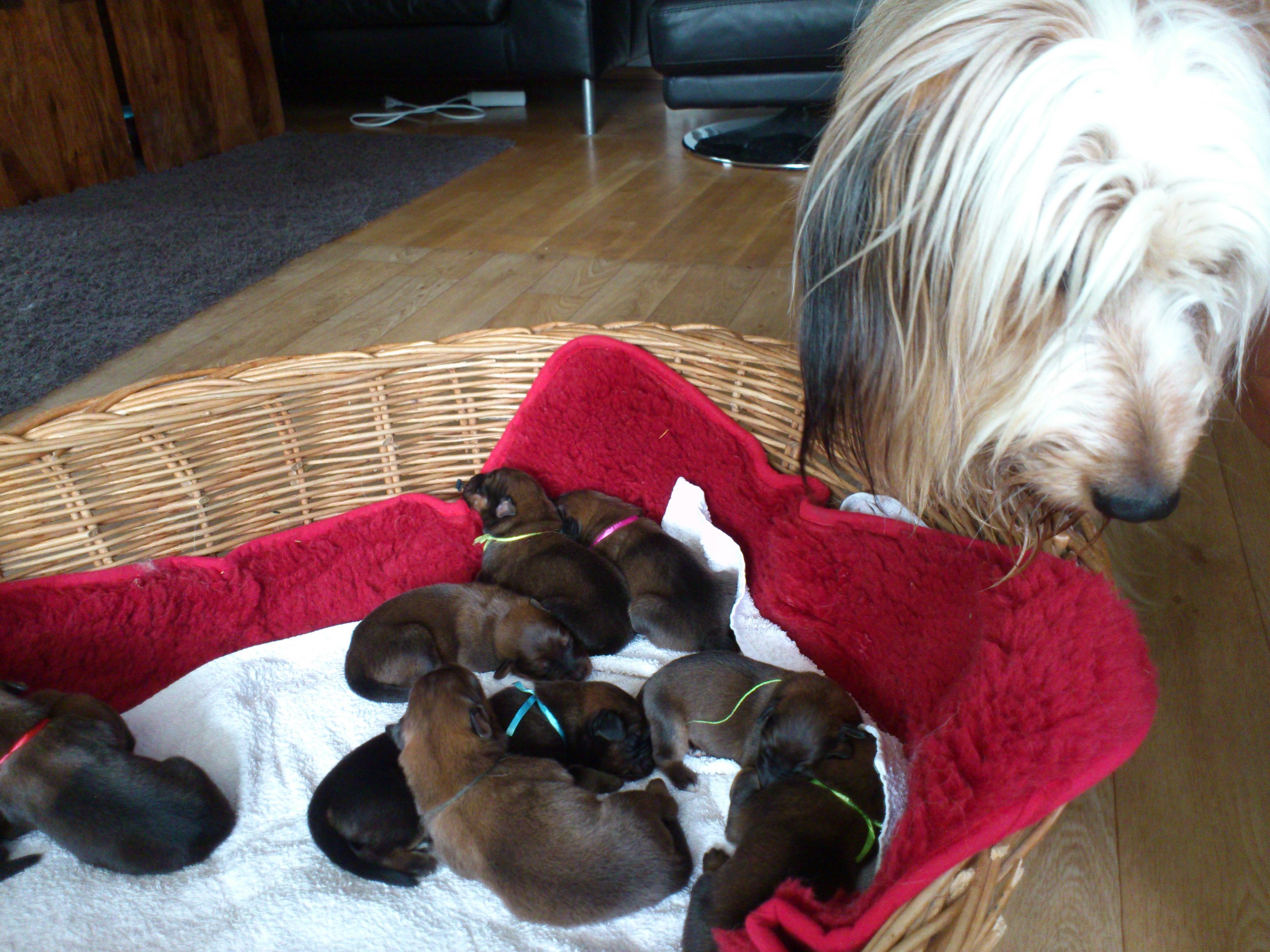 Luna-Welpen-Waeller-von-der-Straubenhalde