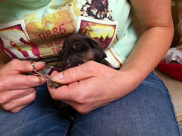 Luna-Welpen-Waeller-von-der-Straubenhalde