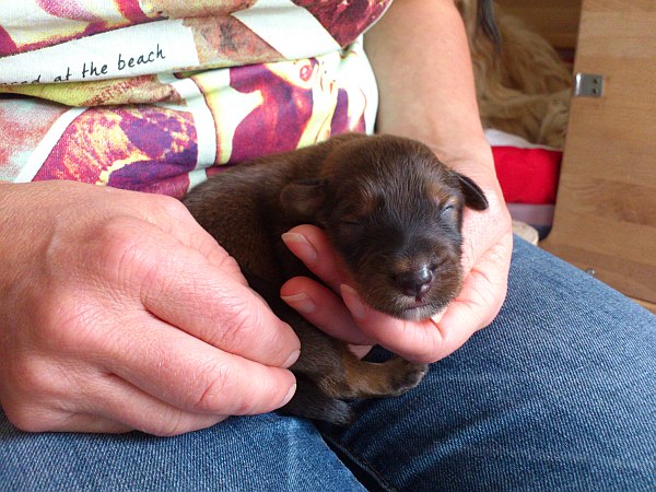 Luna-Welpen-Waeller-von-der-Straubenhalde