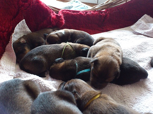 Luna-Welpen-Waeller-von-der-Straubenhalde