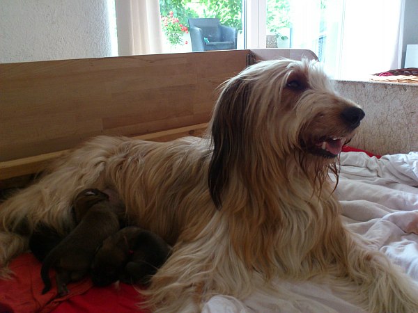 Luna-Welpen-Waeller-von-der-Straubenhalde