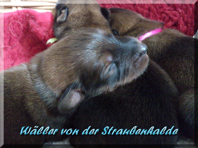 Welpen-Waeller-von-der-Straubenhalde