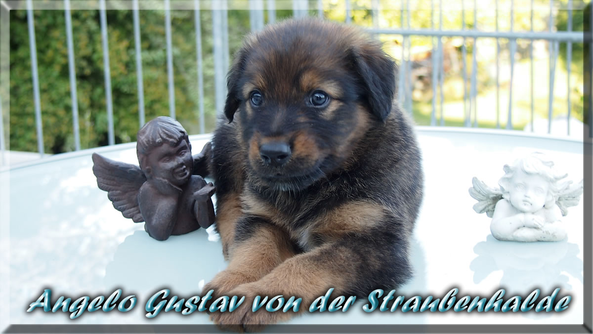 Angelo-Gustav-von-der-Straubenhalde