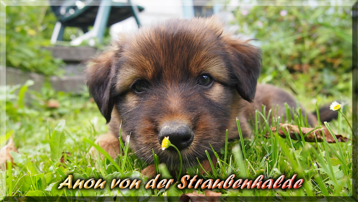 Anou-von-der-Straubenhalde