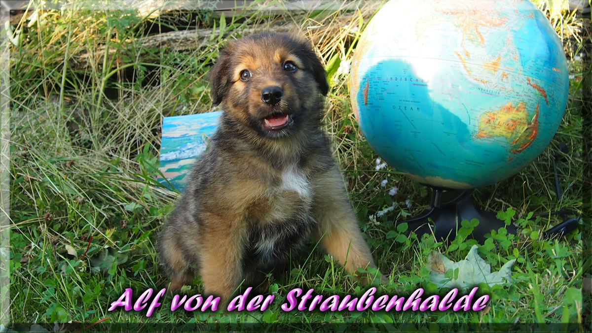 Alf-von-der-Straubenhalde