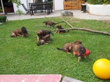 Waeller-von-der-Straubenhalde-Welpen-53te-Tag-016