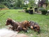 Waeller-von-der-Straubenhalde-Welpen-57te-Tag-027