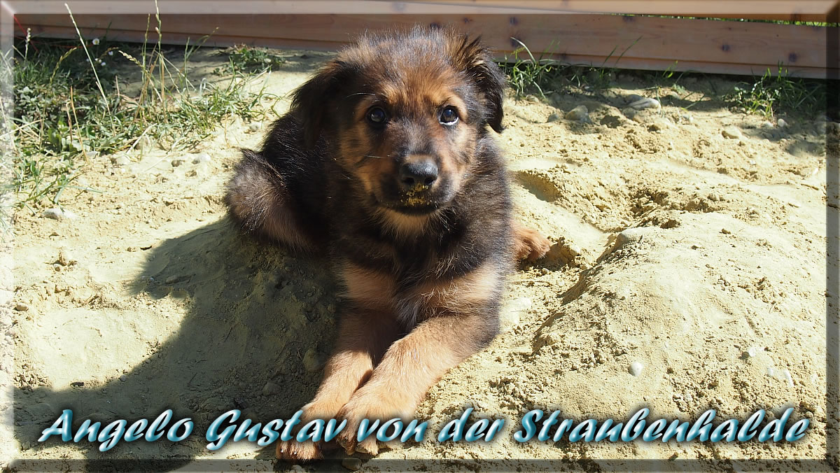 Angelo-Gustav-von-der-Straubenhalde
