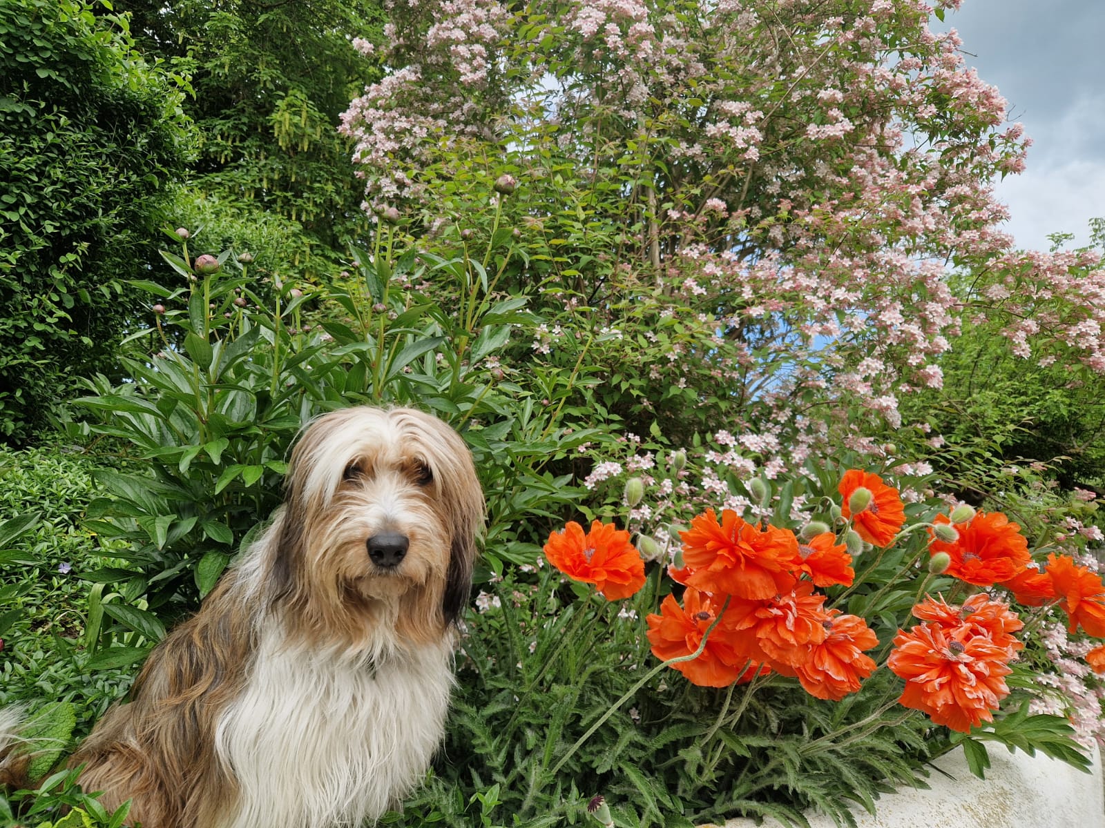Wäller von der Straubenhalde