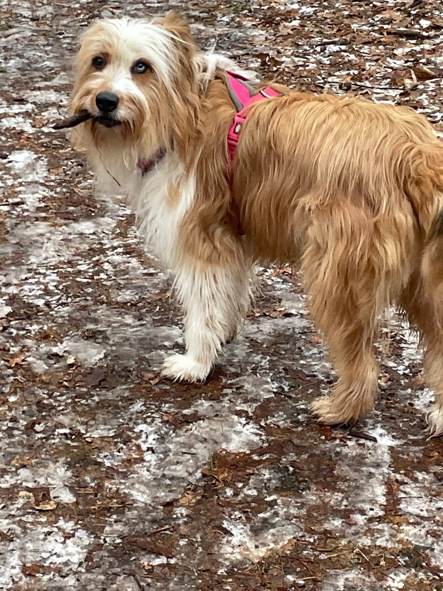 Wäller von der Straubenhalde