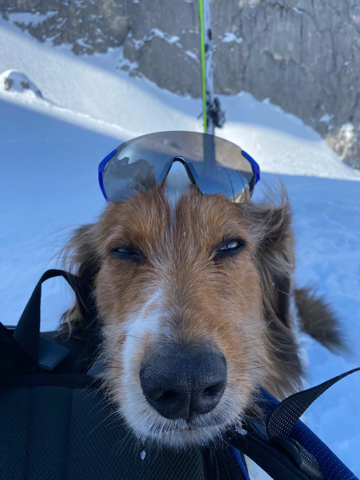 Balin Chewy von der Straubenhalde