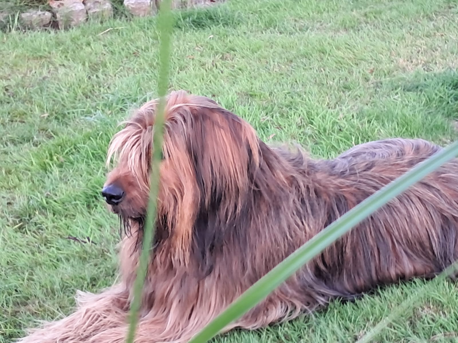 W&auml;ller von der Straubenhalde