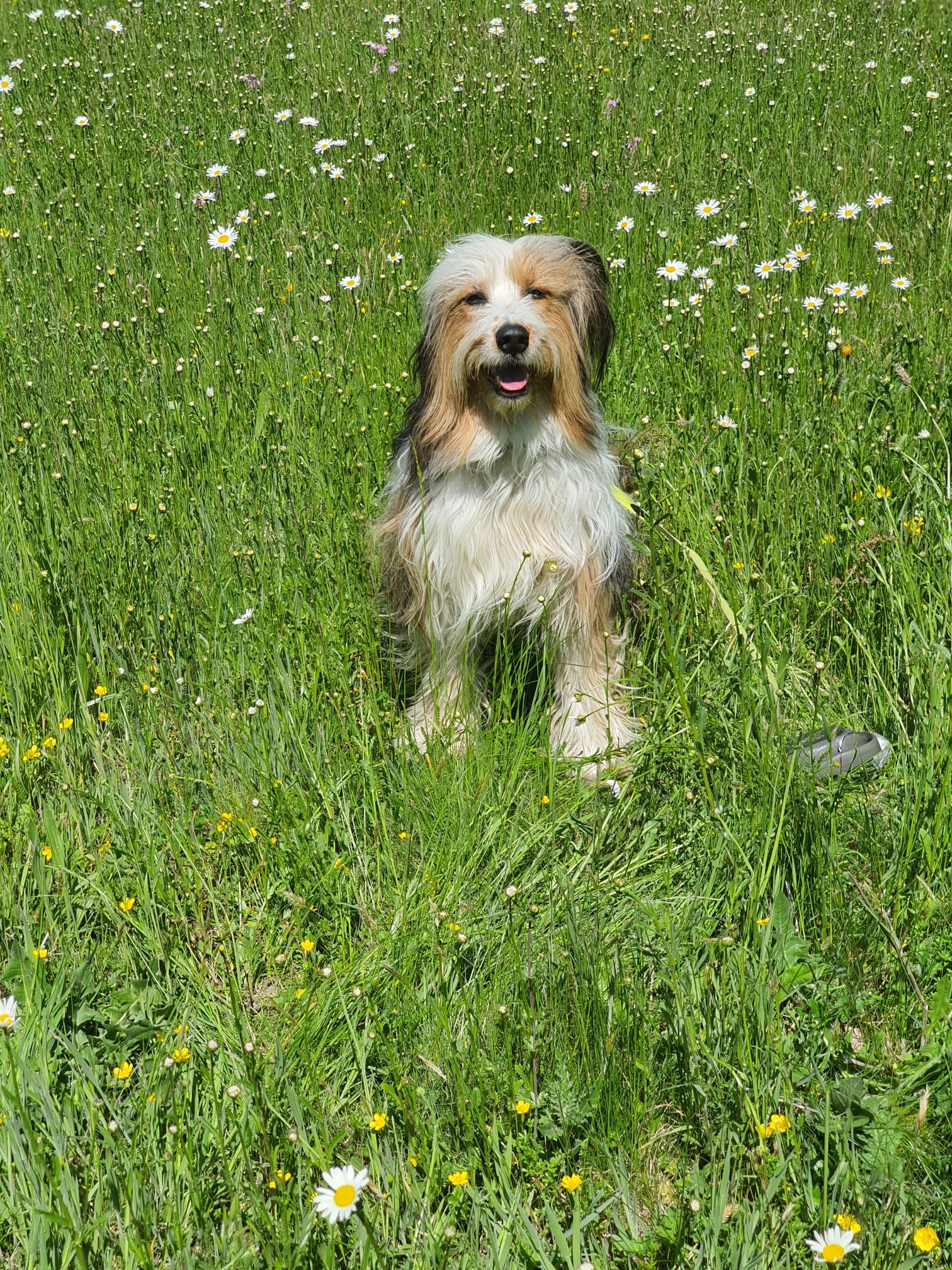 W&auml;ller von der Straubenhalde