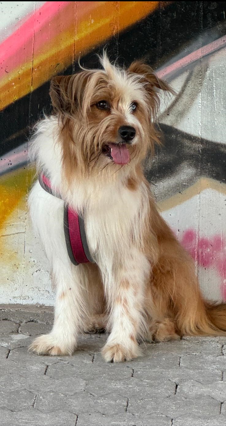 W&auml;ller von der Straubenhalde