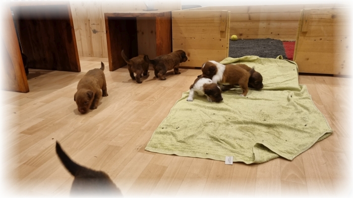 C-Wurf-von-der-Straubenhalde