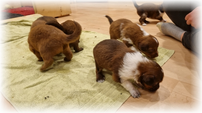 C-Wurf-von-der-Straubenhalde