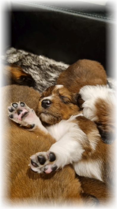 C-Wurf-von-der-Straubenhalde