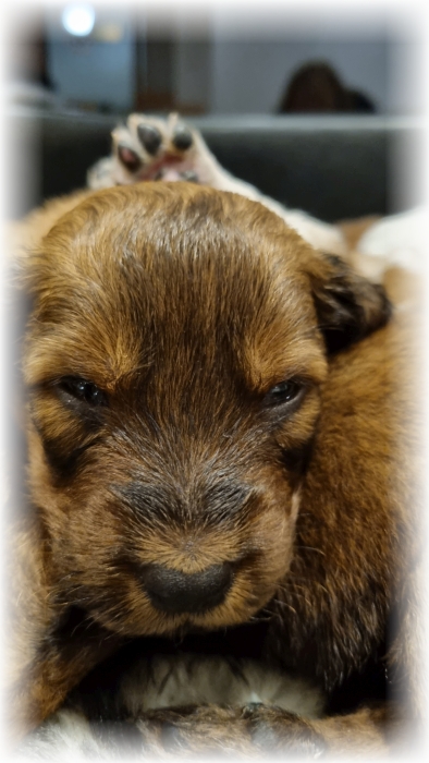 C-Wurf-von-der-Straubenhalde