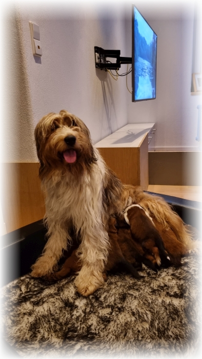 C-Wurf-von-der-Straubenhalde