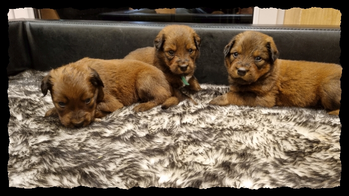 C-Wurf-von-der-Straubenhalde