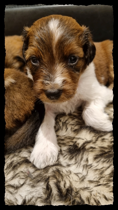 C-Wurf-von-der-Straubenhalde