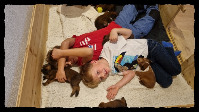 C-Wurf-von-der-Straubenhalde