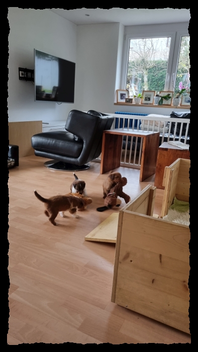 C-Wurf-von-der-Straubenhalde