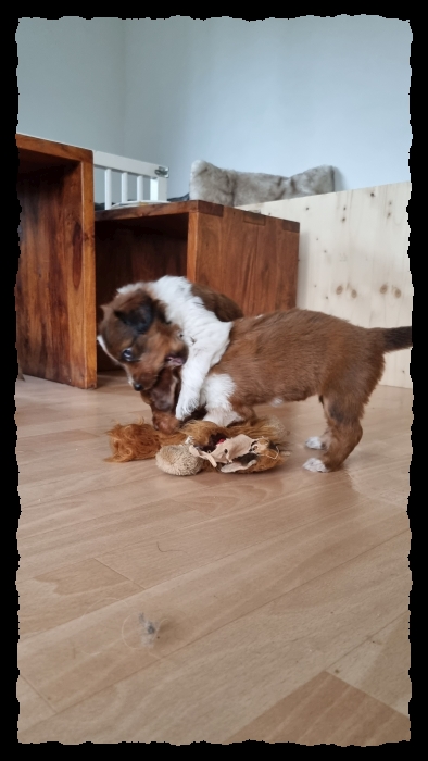 C-Wurf-von-der-Straubenhalde