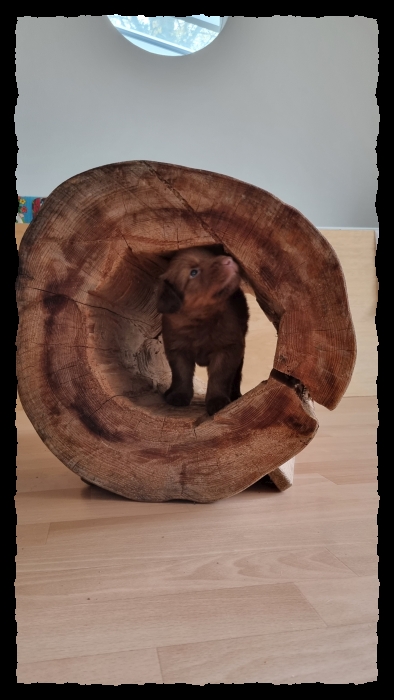 C-Wurf-von-der-Straubenhalde