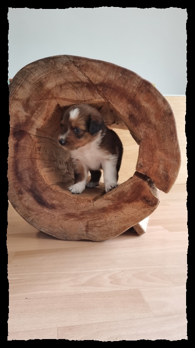 C-Wurf-von-der-Straubenhalde