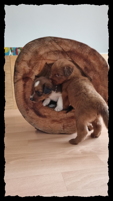 C-Wurf-von-der-Straubenhalde