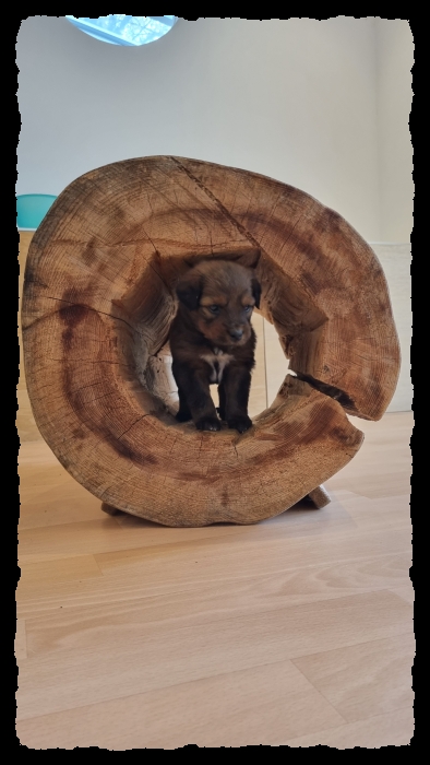 C-Wurf-von-der-Straubenhalde