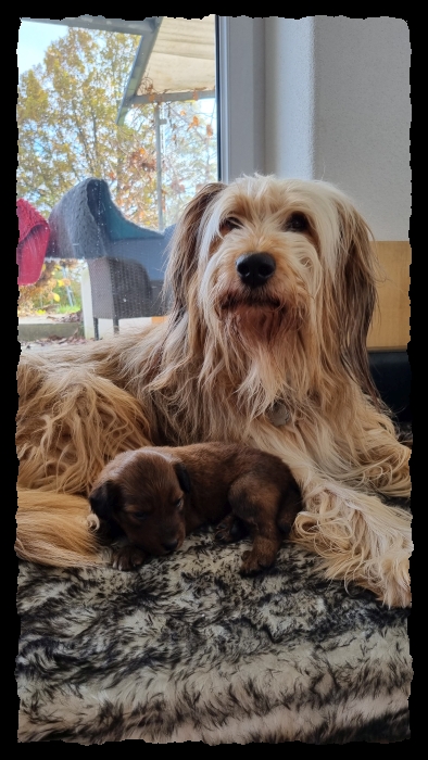 C-Wurf-von-der-Straubenhalde