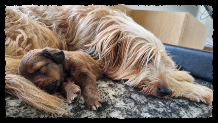 C-Wurf-von-der-Straubenhalde