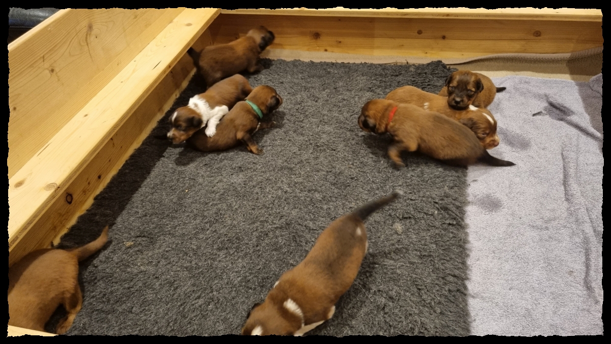 C-Wurf-von-der-Straubenhalde