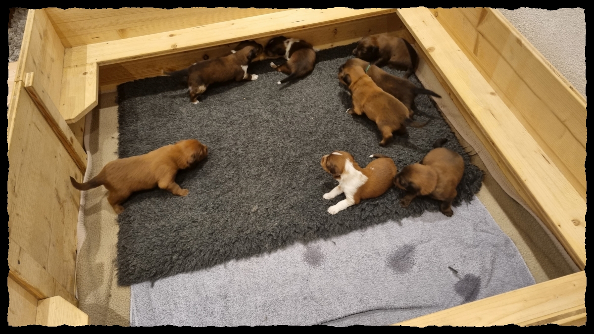 C-Wurf-von-der-Straubenhalde