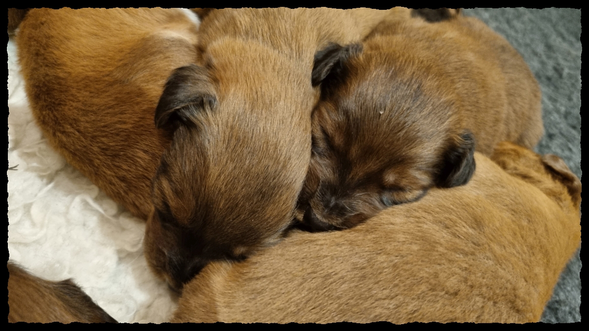 C-Wurf-von-der-Straubenhalde