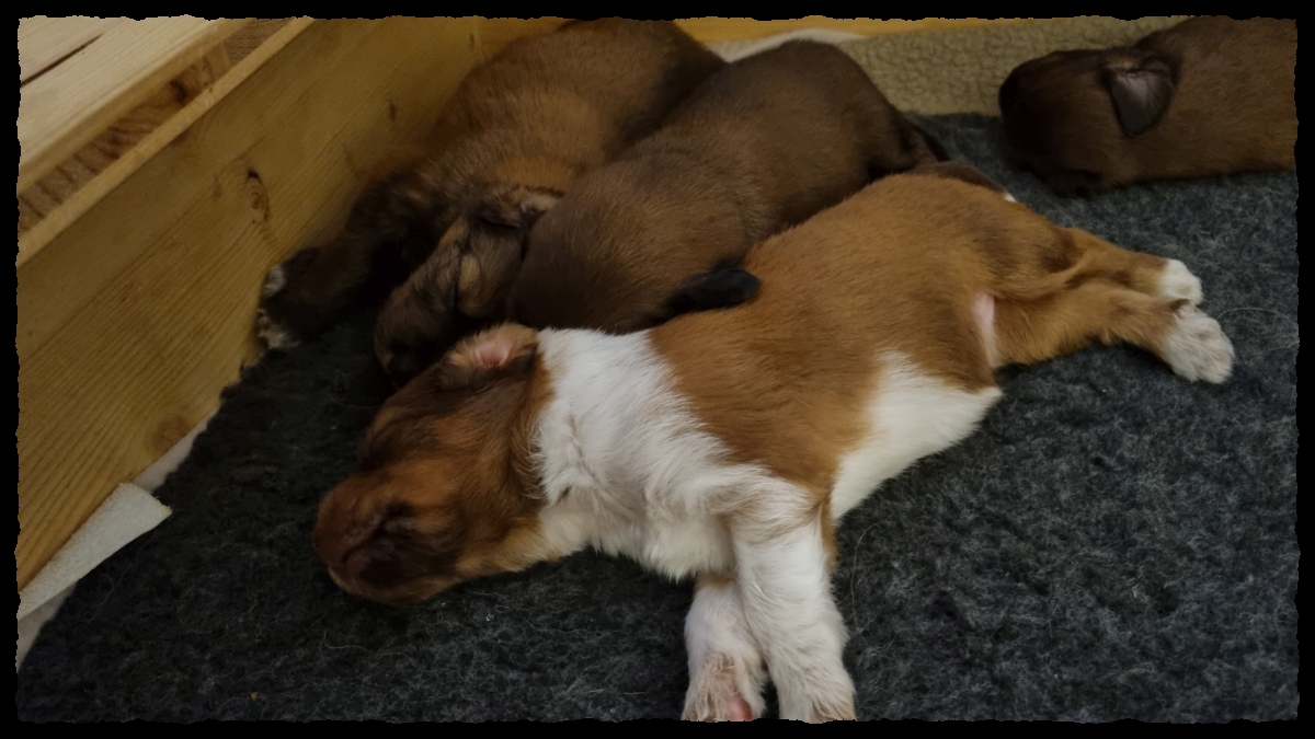 C-Wurf-von-der-Straubenhalde